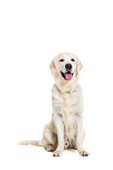 Labrador Retriever on white background. Labrador sitting. The dog is looking at the camera