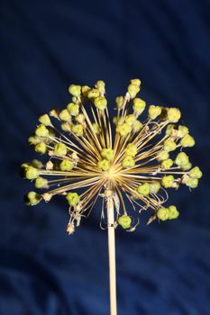 Flower blossom close up botanical background allium nigrum family amaryllidaceae high quality big size print