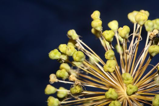 Flower blossom close up botanical background allium nigrum family amaryllidaceae high quality big size print