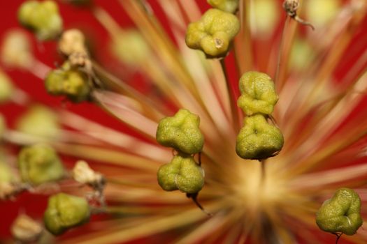 Flower blossom close up botanical background allium nigrum family amaryllidaceae high quality big size print