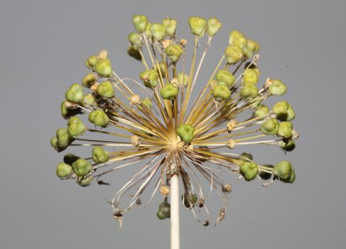 Flower blossom close up botanical background allium nigrum family amaryllidaceae high quality big size print