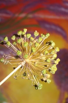 Flower blossom close up botanical background allium nigrum family amaryllidaceae high quality big size print