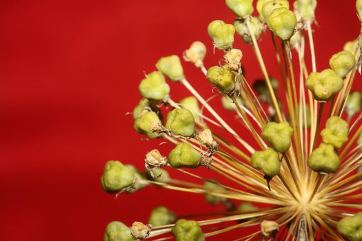 Flower blossom close up botanical background allium nigrum family amaryllidaceae high quality big size print