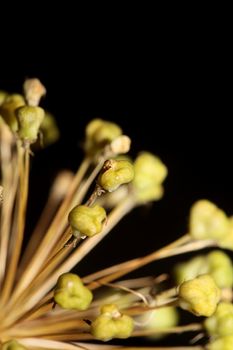 Flower blossom close up botanical background allium nigrum family amaryllidaceae high quality big size print