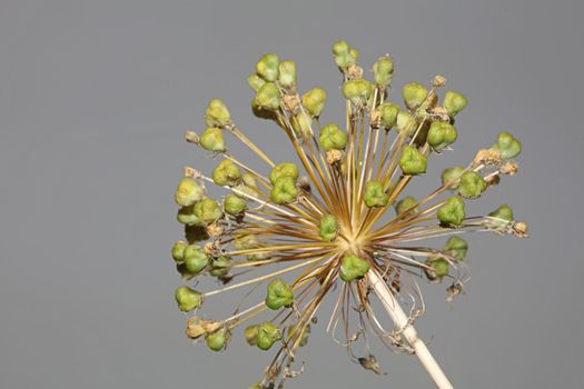 Flower blossom close up botanical background allium nigrum family amaryllidaceae high quality big size print