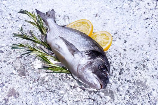 fresh dorado seafood on ice - Stock image