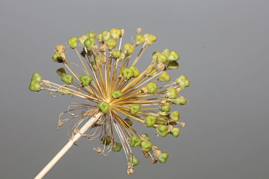 Flower blossom close up botanical background allium nigrum family amaryllidaceae high quality big size print