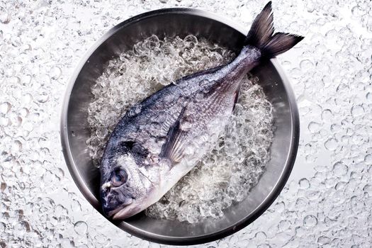 Fresh dorado seafood on ice - Stock image