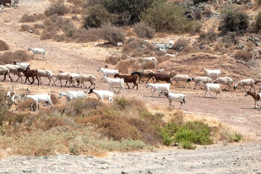 herd of mountain goats on the road in the highlands. Grazing animals, horned herd