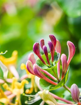 Pink Honeysuckle buds and flowers in a sunny garden. Lonicera Etrusca Santi caprifolium, woodbine in bloom. Gardening concept. Floral background