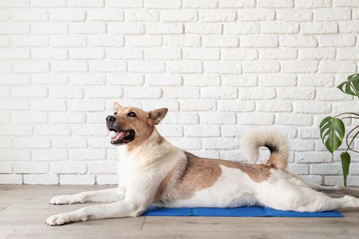 Pet care. Cute mixed breed dog lying on cool mat in hot day looking up, white brick wall background, summer heat