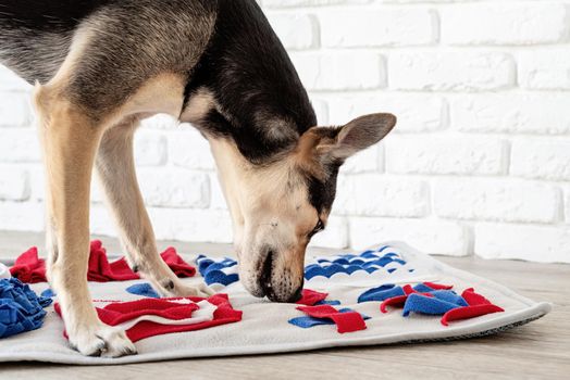 cute mixed breed dog playing on soft washable snuffle rag rug for hiding dried treats for dogs nose work on white background, front view. Intellectual games with pet.