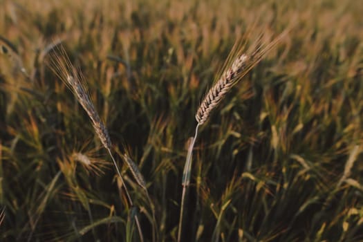 plantation of wheat. wheat crops growing texture