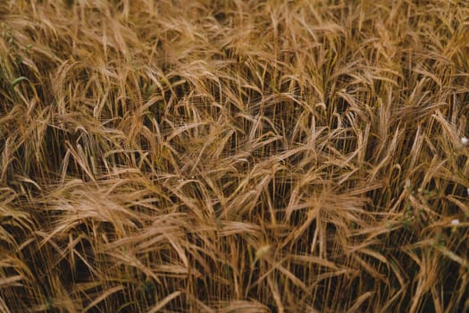 plantation of wheat. wheat crops growing texture