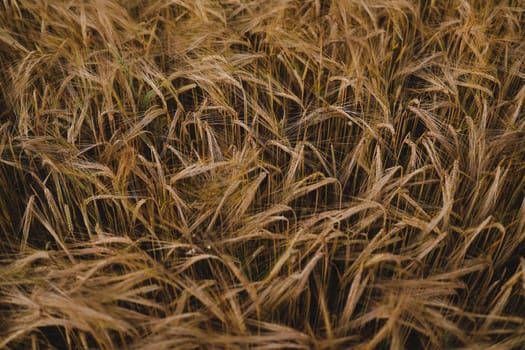 plantation of wheat. wheat crops growing texture