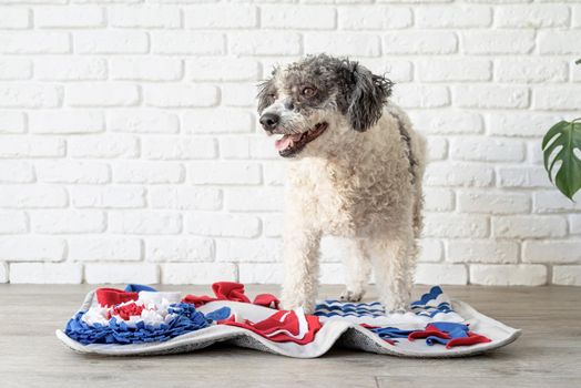 cute mixed breed dog playing on soft washable snuffle rag rug for hiding dried treats for dogs nose work on white background, front view. Intellectual games with pet.