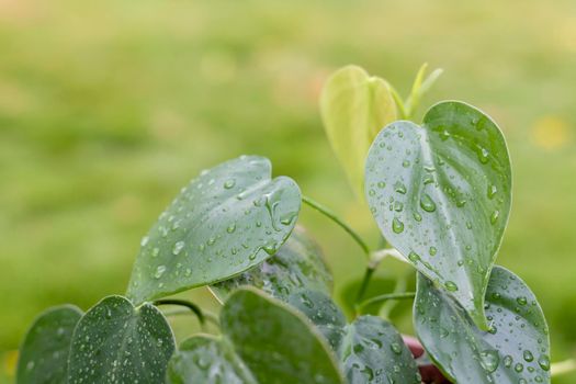 Heart leaf Philodendron vine selective focus