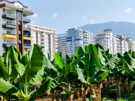 Tall modern houses on background of banana palms and mountains. Concept of harmonious fusion of city and nature.