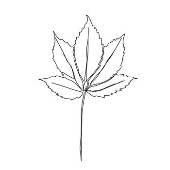 Autumn leaf continuous line drawing. Autumn leaf one line style icon.