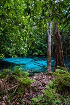 Emeral lake Blue pool Krabi Thailand mangrove forest Krabi Thailand.