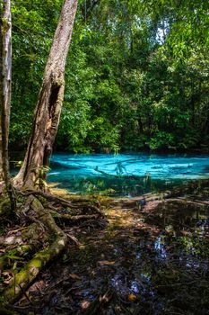 Emeral lake Blue pool Krabi Thailand mangrove forest Krabi Thailand.