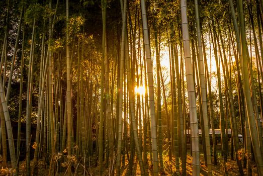 Image of bamboo forest illuminated on the sunset. Shooting Location: Tokyo metropolitan area