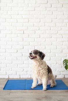 Pet care. Cute mixed breed dog sitting on cool mat in hot day looking up, white brick wall background, summer heat