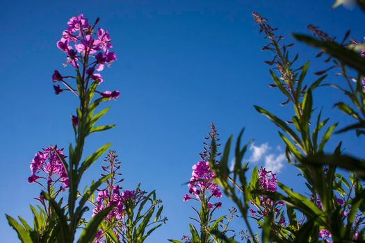 Blooming Willow herb, Ivan tea on blue sky. Willow-herb meadow. willow-herb tea, Lilac plants Ivan tea grow bushes in the field. Fireweed flowers on background of blue sky .