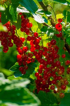 Ripe red currant berries on a branch in the garden. Red currant, currant or ordinary or garden currant Ribes rubrum . High quality photo