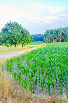 North German agricultural field forest and nature landscape panorama in Hemmoor Hechthausen Cuxhaven Lower Saxony Germany.