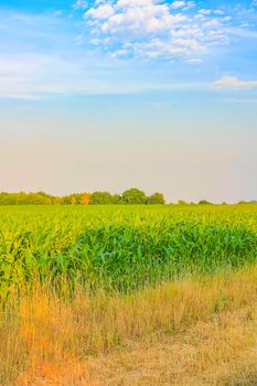 North German agricultural field forest and nature landscape panorama in Hemmoor Hechthausen Cuxhaven Lower Saxony Germany.