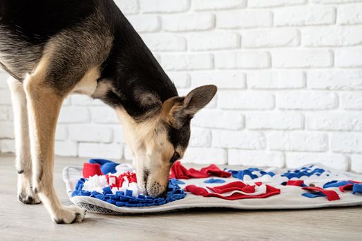 cute mixed breed dog playing on soft washable snuffle rag rug for hiding dried treats for dogs nose work on white background, front view. Intellectual games with pet.