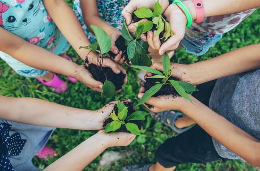 children plant plants together in their hands. Selective focus. nature.