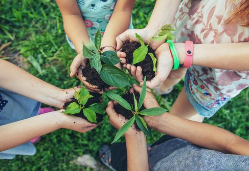 children plant plants together in their hands. Selective focus. nature.