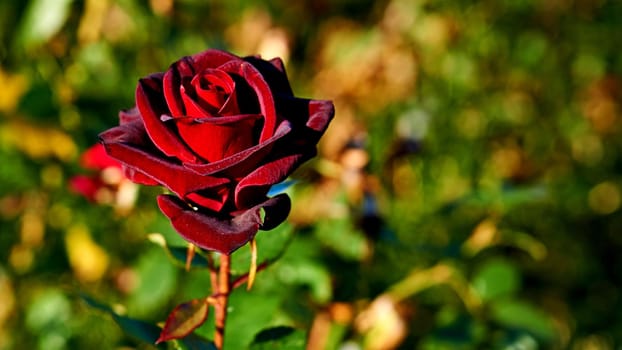 a prickly bush or shrub that typically bears red, pink, yellow, or white fragrant flowers, native to north temperate regions.Red rose of the black magic family on a warm sunny day.