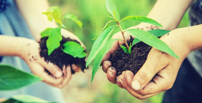 children plant plants together in their hands. Selective focus. nature.