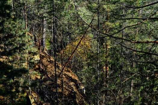 a large area covered chiefly with trees and undergrowth. Thick forest on a mountain slope on a warm day.