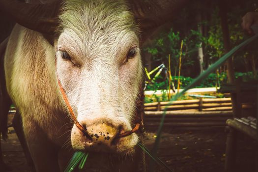 Cows eat hay in the outside area of an old stall. A herd of white cows eating hay in cowshed on a farm in warm sunlight agriculture industry, farming concept.