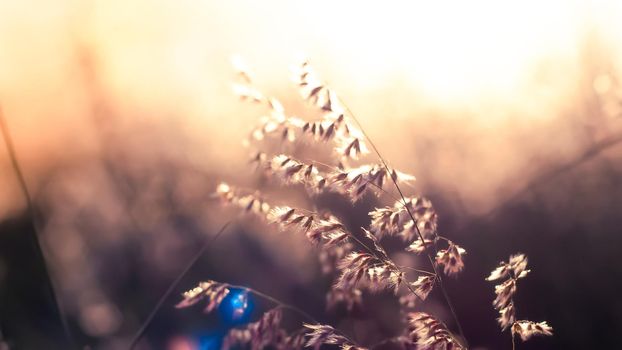 Wild flowers on the field in sunset light nature background. Wild grass growing on the meadow in beautiful sunset light