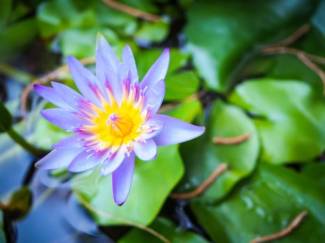 Close up of a purple lotus blossom. Colorful lotus flowers in the pool.