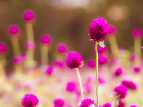 Vintage background little flowers, nature beautiful, toning design spring nature, sun plants .Purple color. Field of summer