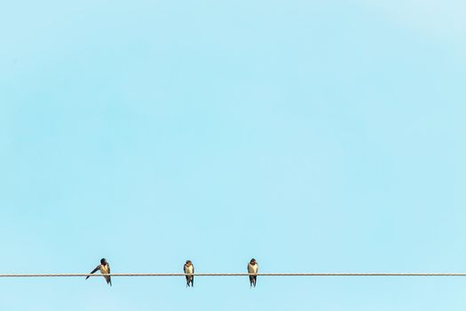 Black and white color feather swallow birds sit on electric cable wire rural summer environment against blue sky background.