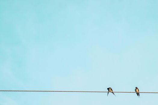 Black and white color feather swallow birds sit on electric cable wire rural summer environment against blue sky background.