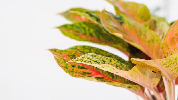 colorful  leaves . Red Ginger leaves or Alpinia purpurata leaf on white background