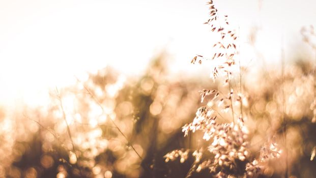 Wild flowers on the field in sunset light nature background. Wild grass growing on the meadow in beautiful sunset light