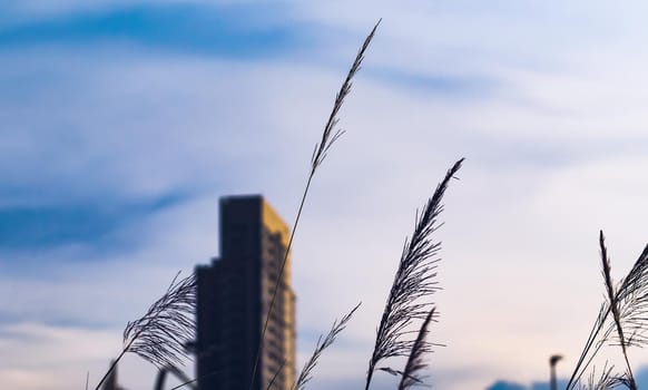 High-rise buildings design in downtown over green hills with low trees and wild grasses. urban design