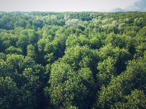 Aerial top view of the forest, Texture of forest. View of a mangrove forest in Thailand from a high vantage point.