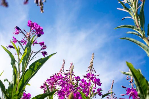 Blooming Willow herb, Ivan tea on blue sky. Willow-herb meadow. willow-herb tea, Lilac plants Ivan tea grow bushes in the field. Fireweed flowers on background of blue sky .