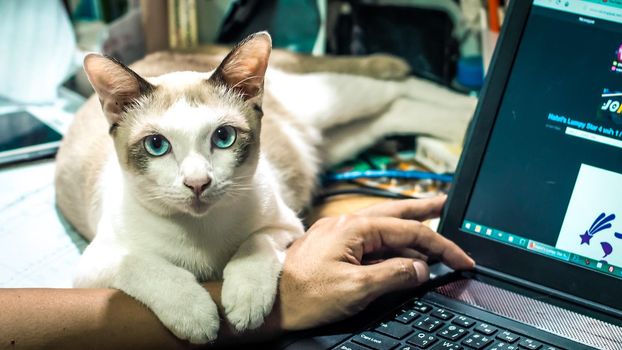 Cute cat dozing on man's hand. Furry pet cuddling up to it's owner and getting in the way of his work. Freelance job . Man is at the computer keyboard . work with cat concept