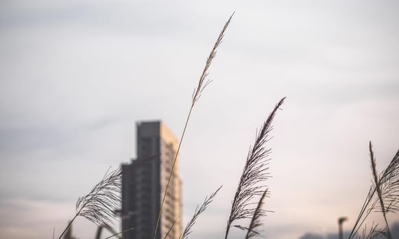 High-rise buildings design in downtown  over green hills with low trees and wild grasses. urban design